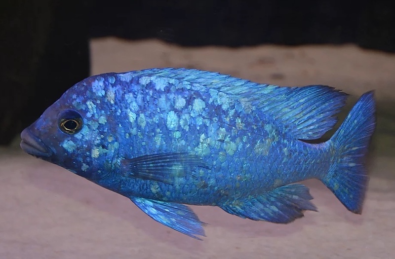 Placidochromis sp. 'phenochilus tanzania' Lupingu